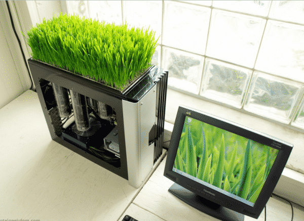 A mini garden of wheat-grass on top of a computer