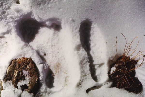 Yeti Footprint, Image Credit : Wikimedia Commons