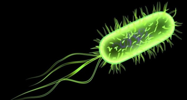 500 Million Year Old E. coli Bacteria Created in Georgia Tech Lab, Image Credit : johnwinter.net