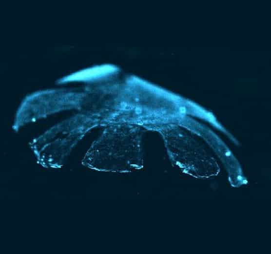 Artificial Jellyfish, Image Credit : Harvard University