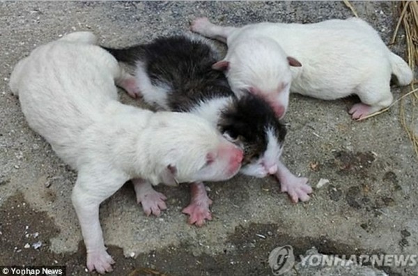 Cat Born From Dog, Image credit : yonhapnews