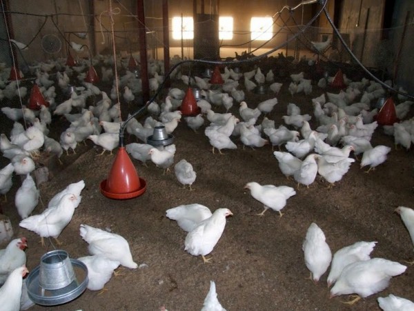 Chicken Vaccines Producing Deadly Virus, Image Credit : 4.bp.blogspot.com