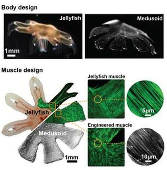Design Of Artificial Jellyfish Medusoid, Image Credit : Janna Nawroth