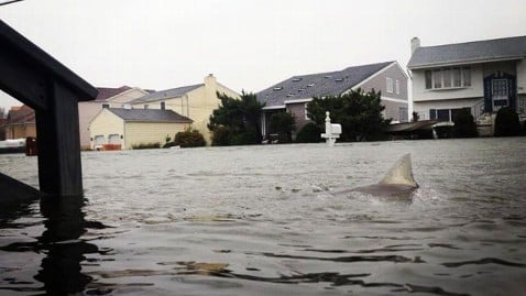 Hurricane Sandy Shark