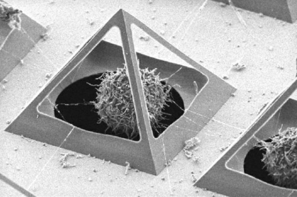 Chondrocyte Captured Inside A Micro-pyramid