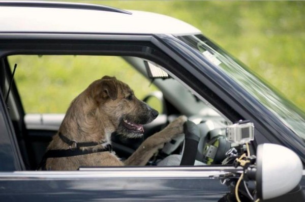 Dogs Learning To Drive Cars