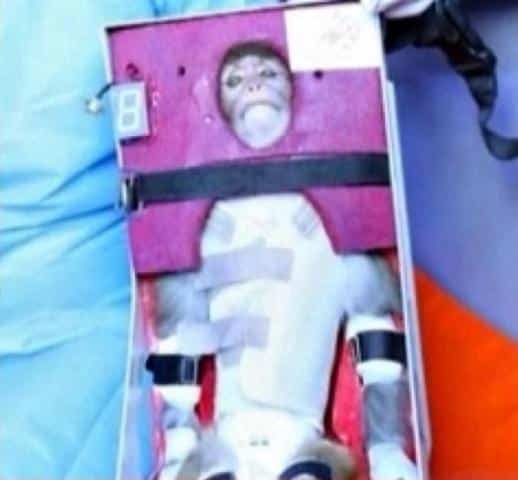 Iran Sent This Monkey To Space