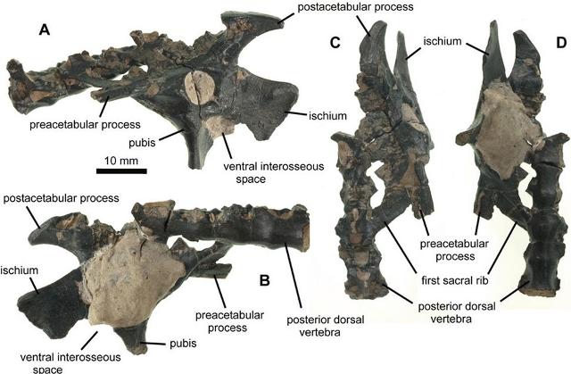 115 Million Year Old Fossils Of Flying Dinosaur, Pterosaur-1