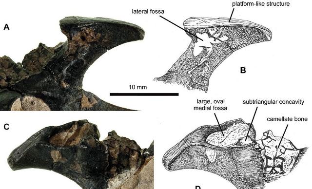 115 Million Year Old Fossils Of Flying Dinosaur, Pterosaur-2