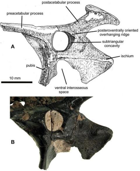 115 Million Year Old Fossils Of Flying Dinosaur, Pterosaur-4
