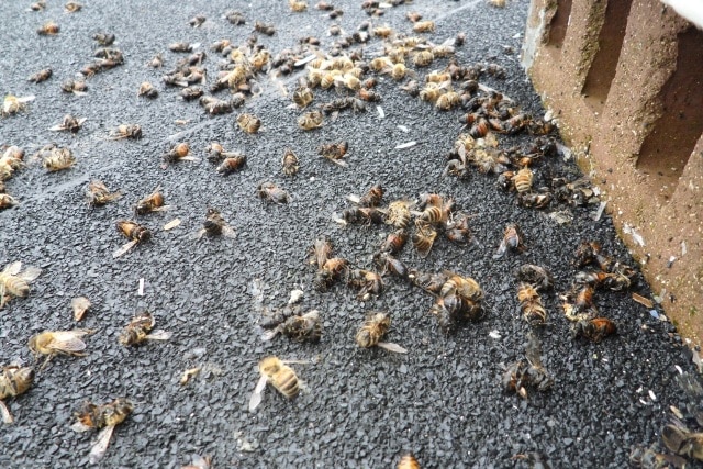 Dead Honey Bees