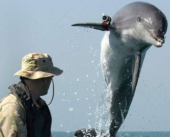 Dolphin Strapped With Pistols And Knives On Head During Training