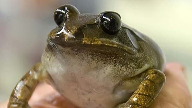 Egg Donor Frog