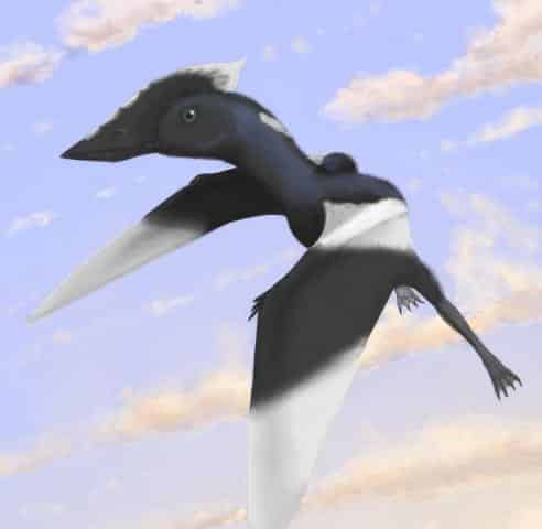 Flying Dinosaur, Pterosaur-1