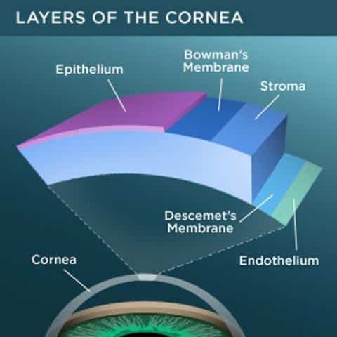 Layers Of The Cornea