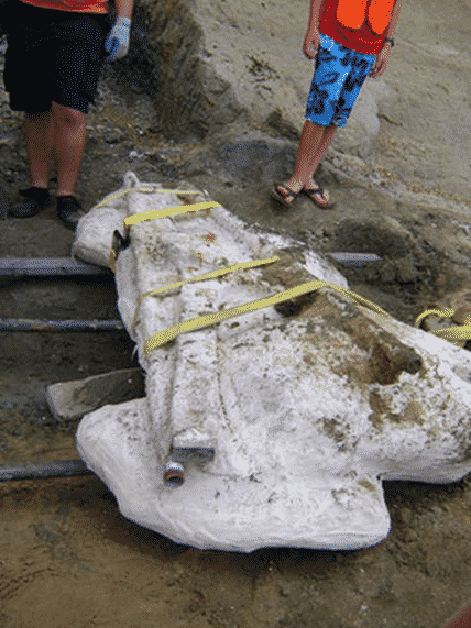 15-million-year-old Whale Skull
