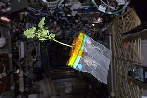 Plant In Space