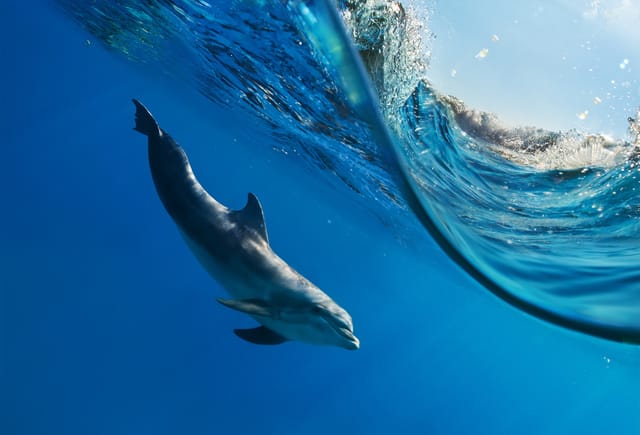Dolphin Under Water