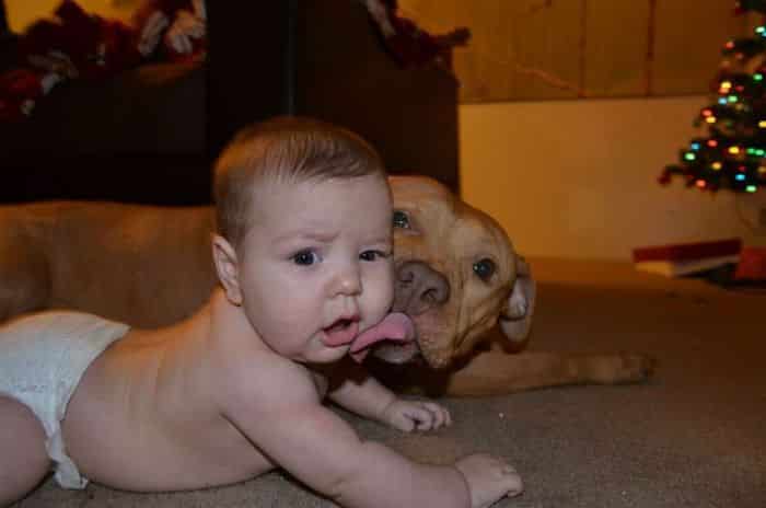 Friendship Between Dog And Baby