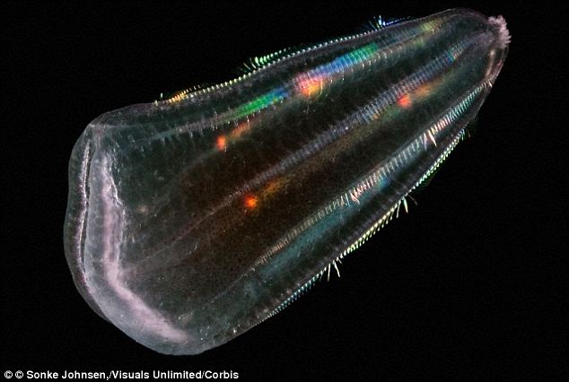 Genome Sequence Of A Comb Jelly