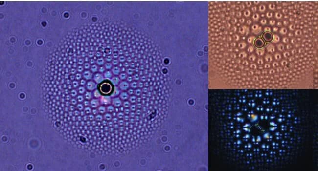 Liquid Crystal Flower Under Magnification