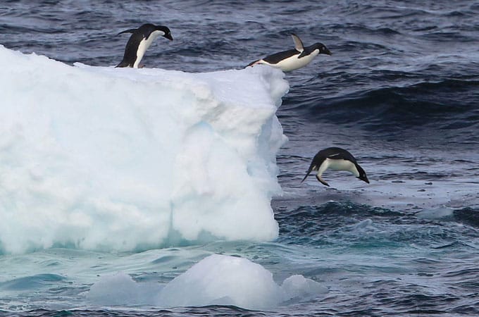 Penguin Jumping From Ice