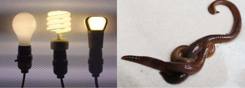 Bulb And Worm