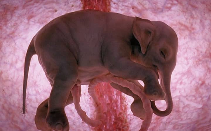 Elephant In The Womb