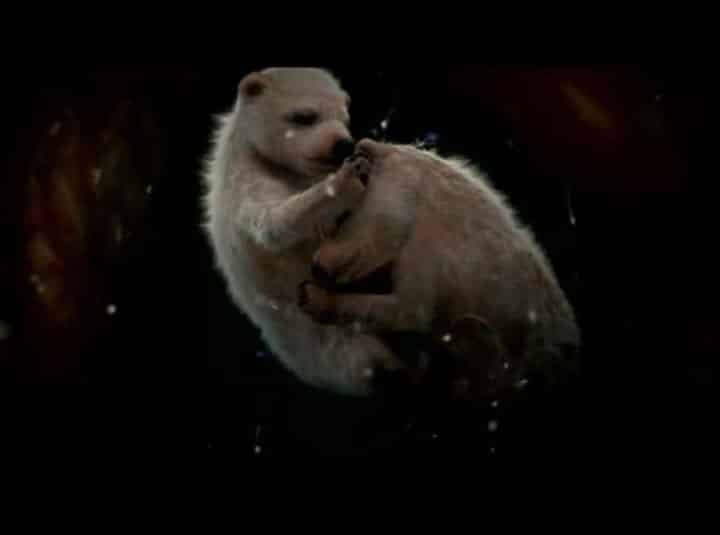 Polar Bears In The Womb