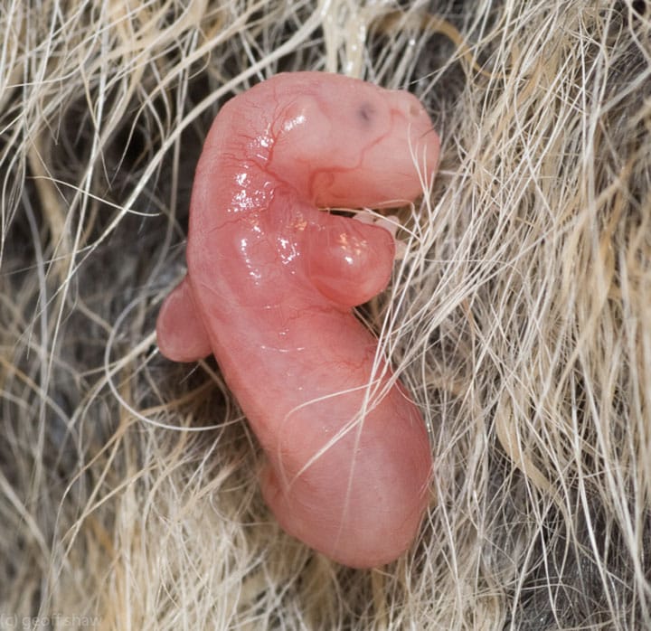 Possum In The Womb