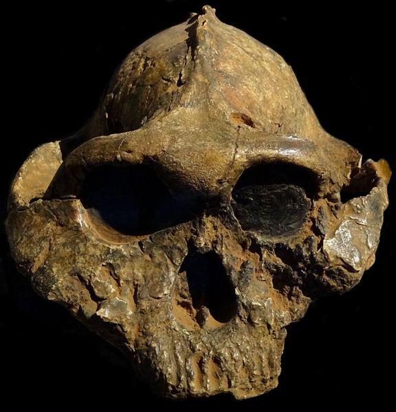 Skull of Paranthropus boisei