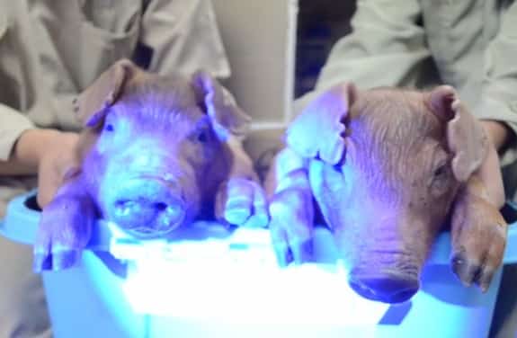 Glowing pigs