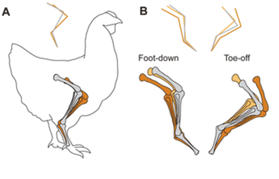 Bone Positions of Chicken