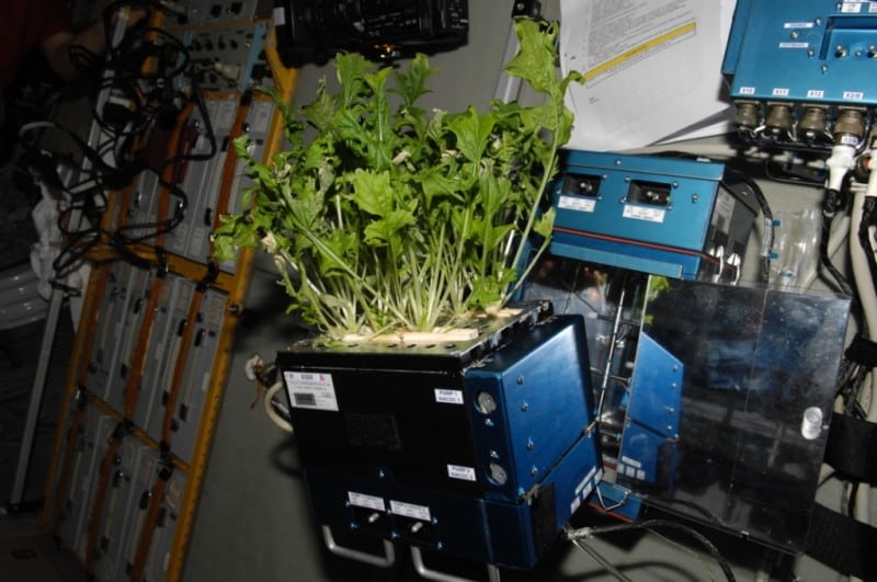 Vegetables Grown in Space