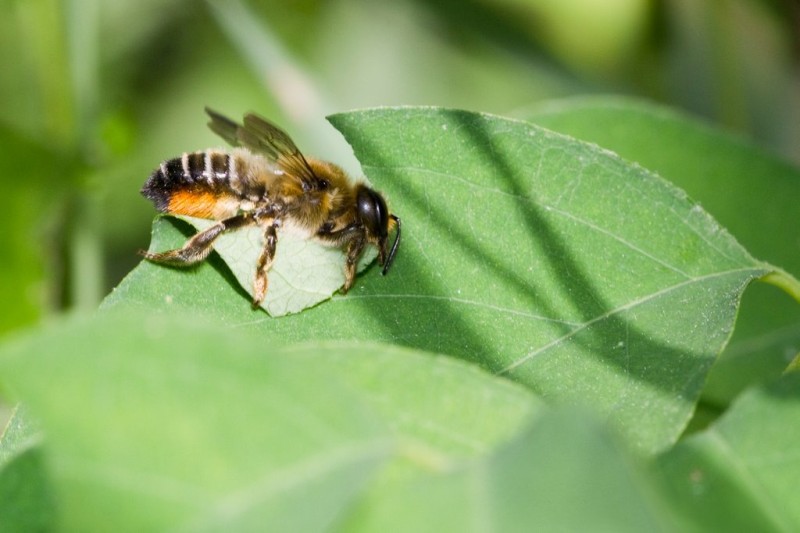 Urban leafcutter bee