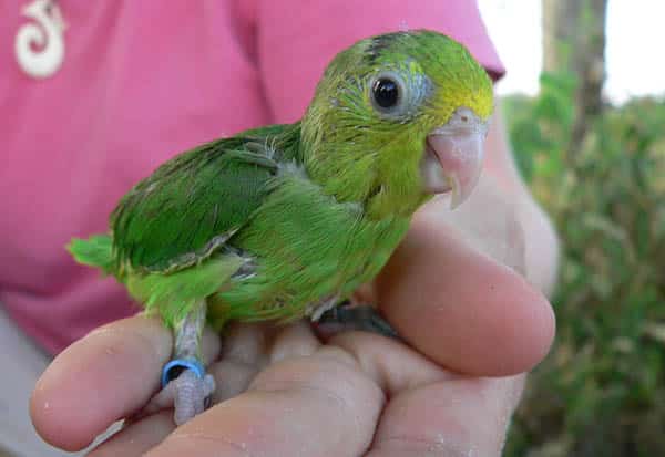 bright-green-young-parrotle