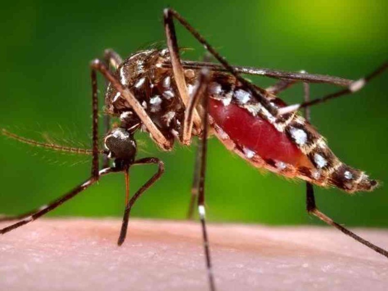 Dengue mosquitoes