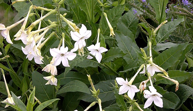 Ornamental tobacco plant