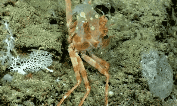 Carrier Crab With Hat