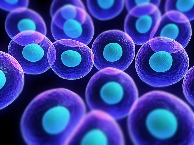 Cells Inside Human Body