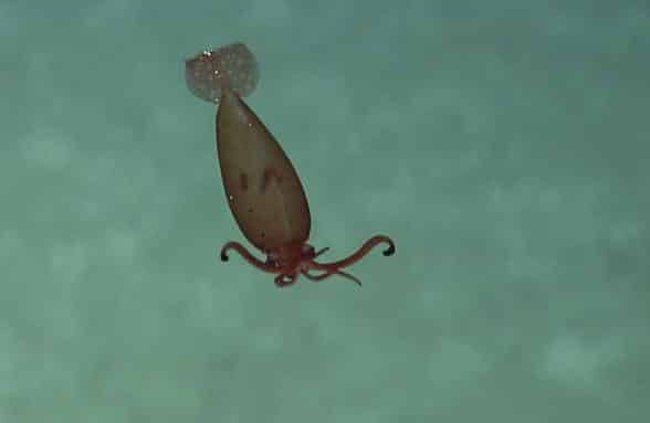 Deep-Sea Squid