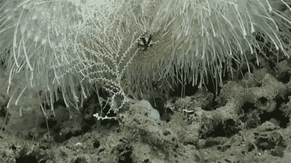 Urchin Eating Coral