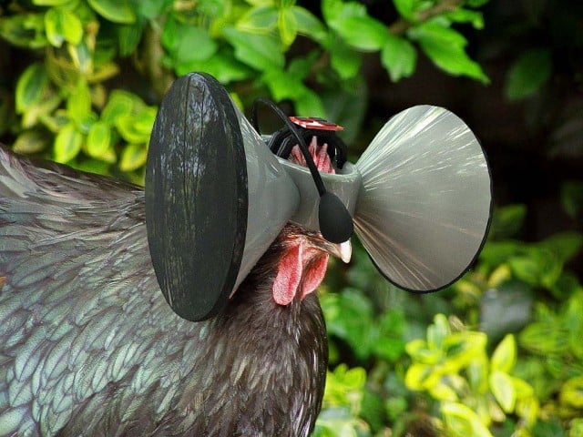 Virtual reality for chickens