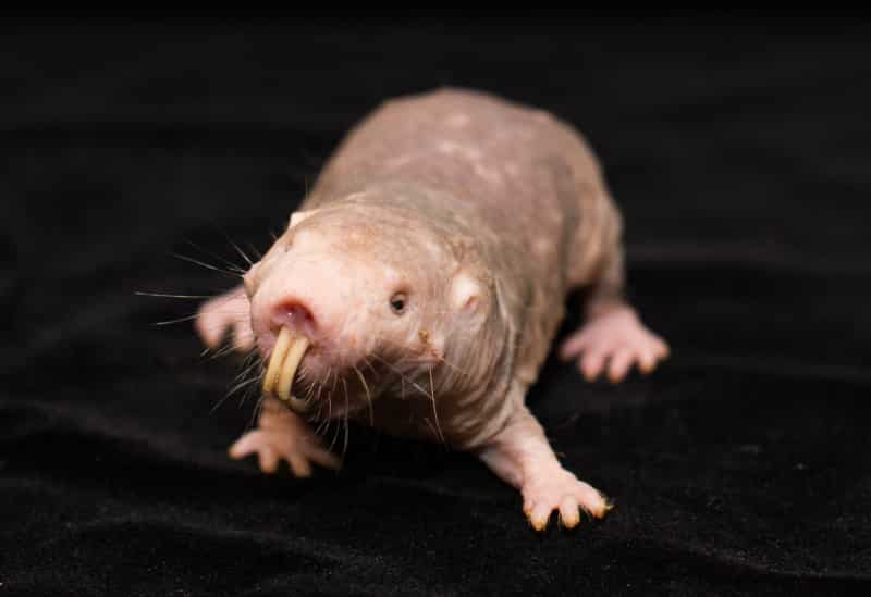 Image Of Naked Mole Rat