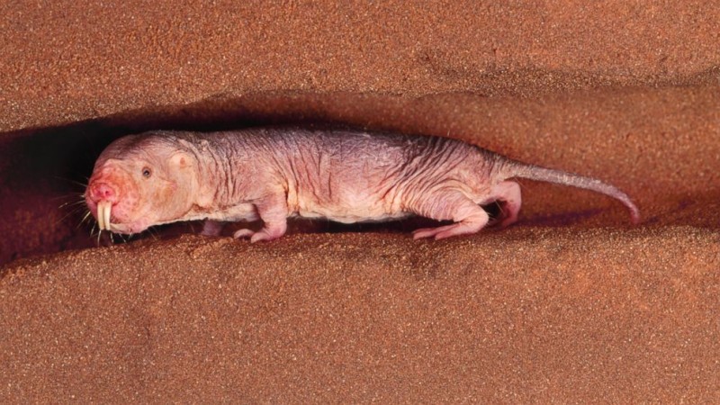 Naked Mole Rat Pic