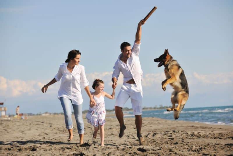 Family Along With Dog Playing At Beach