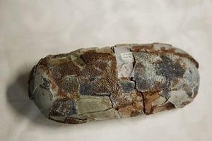 fossilised egg of a dinosaur