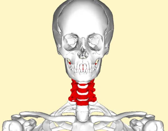 3D-printed-vertebra