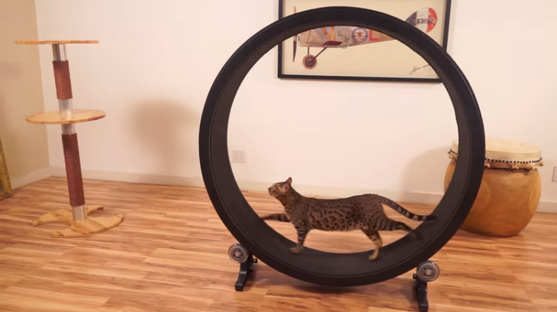 One Cat Fast - Exercise Wheel For Cats