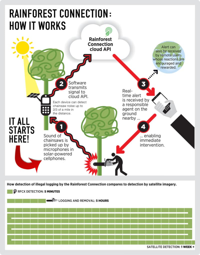 rainforest_infographic